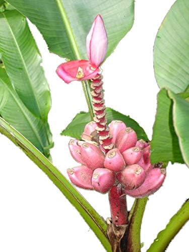 Pink Velvet Banana - 10 Seeds – Musa velutina