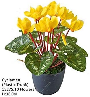 Prime Vista Pz Borsa Ciclamino Fiore Bella Bonsai Semi Di Fiori Per La Casa Giardino Pentola Crescita Naturale Ciclamino Semi Bambini Lo Amano 6 Amazon It Giardino E Giardinaggio