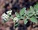 Greek Oregano Herb - Good Scents - Organum - Live Plant - 4