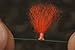 New Zealand Strike Indicator Wool - Bulk - Mixed Colors