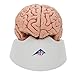 3B Scientific C18 Classic Brain 5 part - 3B Smart Anatomy