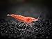 Sakura Red Cherry Shrimp Breeder Combo Pack (Neocaridina davidi) - 10 Females, 5 Males at 1/2 to 1 Inch Long by Aquatic Arts