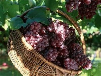 Amazon Co Jp 枚ぶどう盆栽ミニブドウの木が成長するために家庭菜園簡単のための植物の果実黒ブドウ有機フルーツ盆栽の木の植物の鉢植え 18 ホーム キッチン