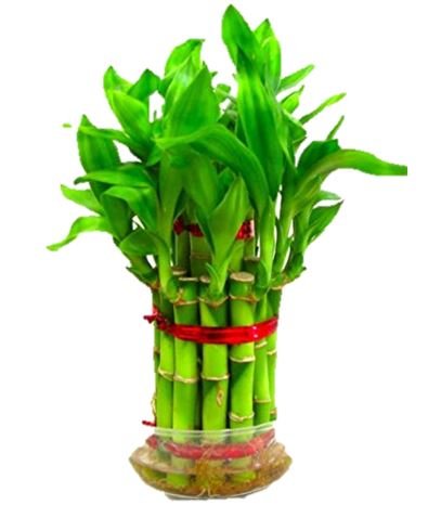 Srushti Traders Bamboo Seeds For Planting Indoor bonsai suitable Plant