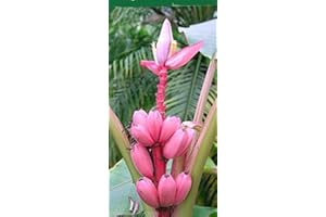Musa Velutina Pink Banana Exotic and Rare Fruit Tree 20 Seeds: Package Contains Seeds