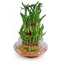 The Bonsai Plants 3 Layer Lucky Bamboo Plant with Pot for Home