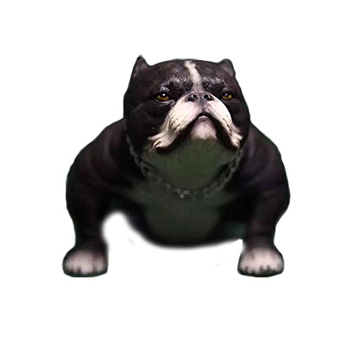american bully accessories