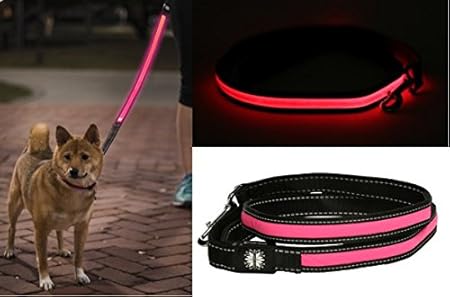 lighted leashes