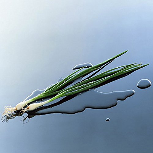 Afco 100Pcs Organic Shallot Green Onion Vegetable Seasoning Seeds Garden Bonsai Plant Wonderful Gardening Gifts