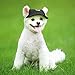 Happy Hours Dog Hat, Pet Baseball Cap/Dogs Sport Hat/Visor Cap with Ear Holes and Chin Strap for Dogs and Cats (Black, Size S)