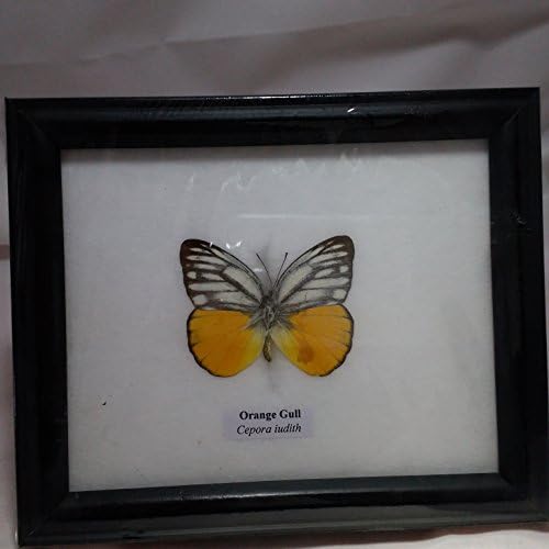 RARE FRAMED REAL BEAUTIFUL ORANGE GULL BUTTERFLY DISPLAY INSECT TAXIDERMY 5"X5"X1"