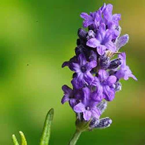 Lavender Munstead-(3) Live Fragrant Perennial Flower Plants-Organic Heirloom