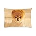 Cute Puppy Boo Dog Pillowcase - Pillowcase with Zipper, Pillow Protector Cover Cases - Standard Size 20x30 inches, Twin-sided Print