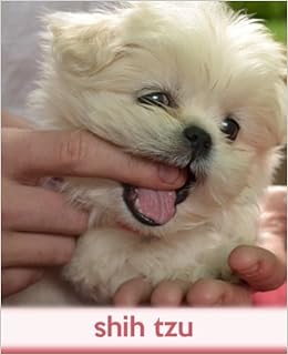 buy shih tzu online