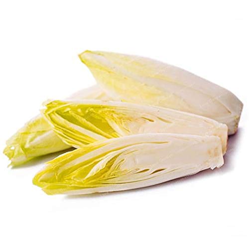 Plentree 100 Pcs Belgian Endive Bonsai Organic Heirloom Vegetable Bonsai for Home Garden Farm Crops Bonsai s DIY Home Garden: 2 - Thumbnail 4