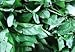 Saluyot Seeds (also known as Jute Leaf Mallow, Jew's Mallow, Egyptian Spinach, Melokhiya, Molokhia, Mulukhiyah, Corchorus, Nalta, and Bush Okra)