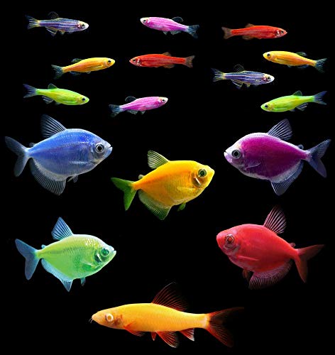 GloFish Live Fish Collections (20G Community) (Best Community Aquarium Fish)