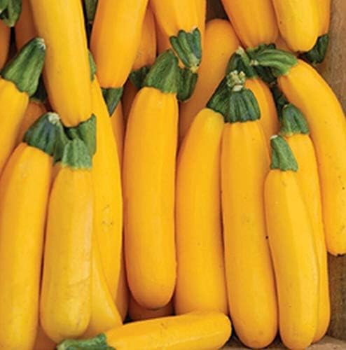 ANVIN 50 - Seeds : Goldrush Hybrid Yellow Zucchini Squash-Creamy White Flesh! Tasty!