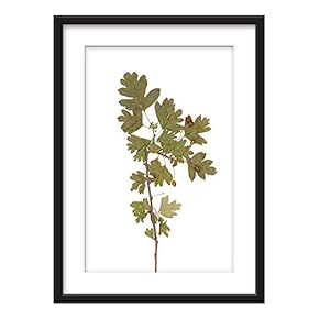 Framed Wall Art - Plant Leaves Specimen - Giclee Printed Art in Black Picture Frames White Matting - 23x31 inches