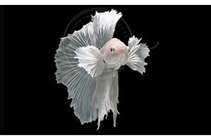 Swimming Creatures™ Betta Live Freshwater Aquarium Fish (Male Dumbo Ear White)