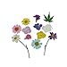 Real Dried Pressed Flowers,Assorted Colorful Natural Dried Flowers for Art Craft DIY Resin