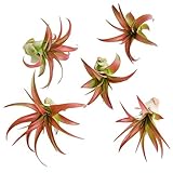5 Pack Red Abdita Tillandsia Air Plants - Medium Air Plant Variety Pack - 30 Day Guarantee House Plants - Succulents - Free Air Plant Care Ebook by Jody James