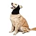 Zoo Snoods Black Bear Costume - Warm Knit Dog Snood Wrap for Pets, Neck Ear Cover Protection, Halloween Winter (Medium)