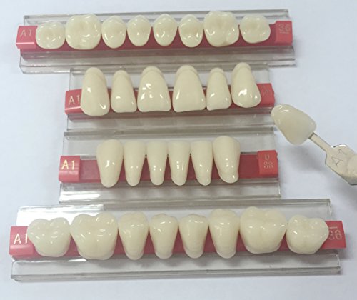 Dental acrylic resin teeth whiter denture for halloween…