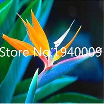 FARMERLY Samen Paket: Verkauf! 100 StÃ¼ck Seltene Zimmerpflanzen Strelitzia Reginae flores Hybrid-Paradies plantas Plant Bons