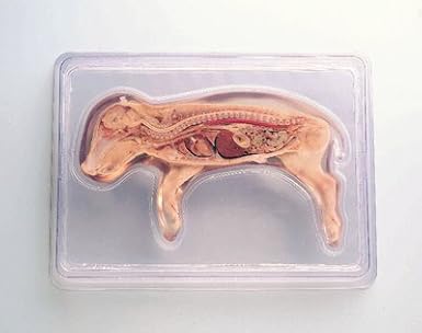 Nasco Fort Atkinson Ls03725dim Fetal Pig Sagittal Section