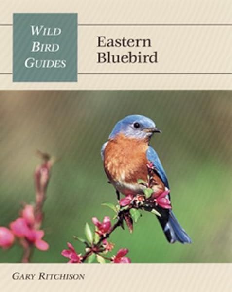 wildbird mountain bluebird