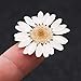 Pomeat 24pcs Daisy Pressed Flower