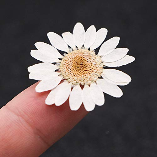 Pomeat 24pcs Daisy Pressed Flower