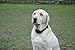 Pet Tag Classic No Bark Collar, Black, Large.