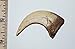 Fossils, Meteorites, & More Velociraptor Dinosaur Claw Replica - (NOT Real Fossil) 2 inch #10244 2o