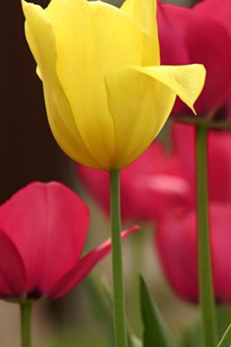 Spring Greeting Cards - In Bloom - IB100. Business Greeting Card with an Image of Yellow and Red Tulips. Box Set has 25 Greeting Cards and 26 Yellow Colored Envelopes.
