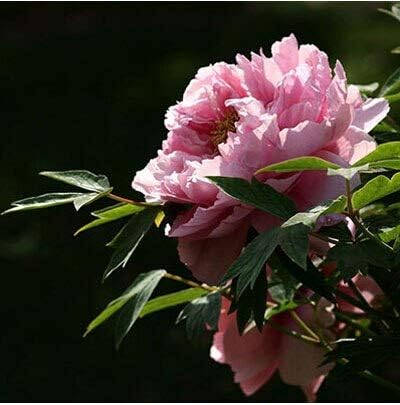 Amazon 熱い販売25色選択可能な本物の中国の牡丹の花の種鉢植えの花盆栽植物牡丹種子12粒子 バッグ 花