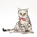 Necoichi Ninja Cat Collar (Red)