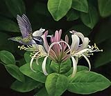 Finding Nectar 550 pc Jigsaw Puzzle by SUNSOUT INC