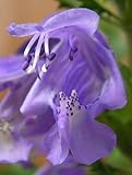 50 Purple False Dragons Head/Obedient Plant Dracocephalum Moldavica Flower Seeds