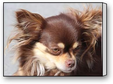 Amazon Com Brown Long Hair Chihuahua Custom Canvas Print Personal