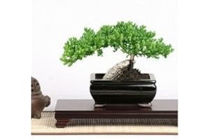 SKG INC.'s Medium Trained Juniper Bonsai"Karate Kid Bonsai Tree"