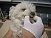 MIND UP Dog Mouth Care Yubi Toothbrush, Battery Powered, White, 0.4 oz