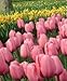 Pink Impression Tulip Flower Seed Pack Garden Seeds Fresh