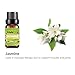 Jasmine Essential Oils,Natural Pure Aromatherapy Oils Therapeutic Grade-10ML