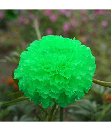 Kanishq Green Marigold Flower Seeds-100 Seeds