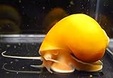 Golden Mystery Snail - 1/2"-2" - Algae Eater for Aquariums