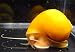 Golden Mystery Snail - 1/2"-2" - Algae Eater for Aquariums primary