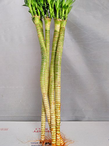 Jmbamboo - 5-stem of 16" Hydra Lotus Lucky Bamboo - Design Jmbamboo