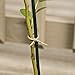 Gardener's Blue Ribbon BB3 3-Feet 3 Foot Bamboo Stakes, 6-Ounce